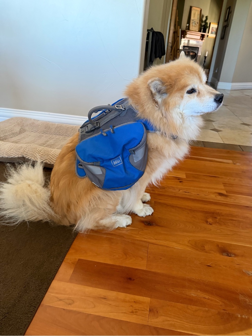 REI Blue Dog Saddlebag Backpack - Compact Travel Pack